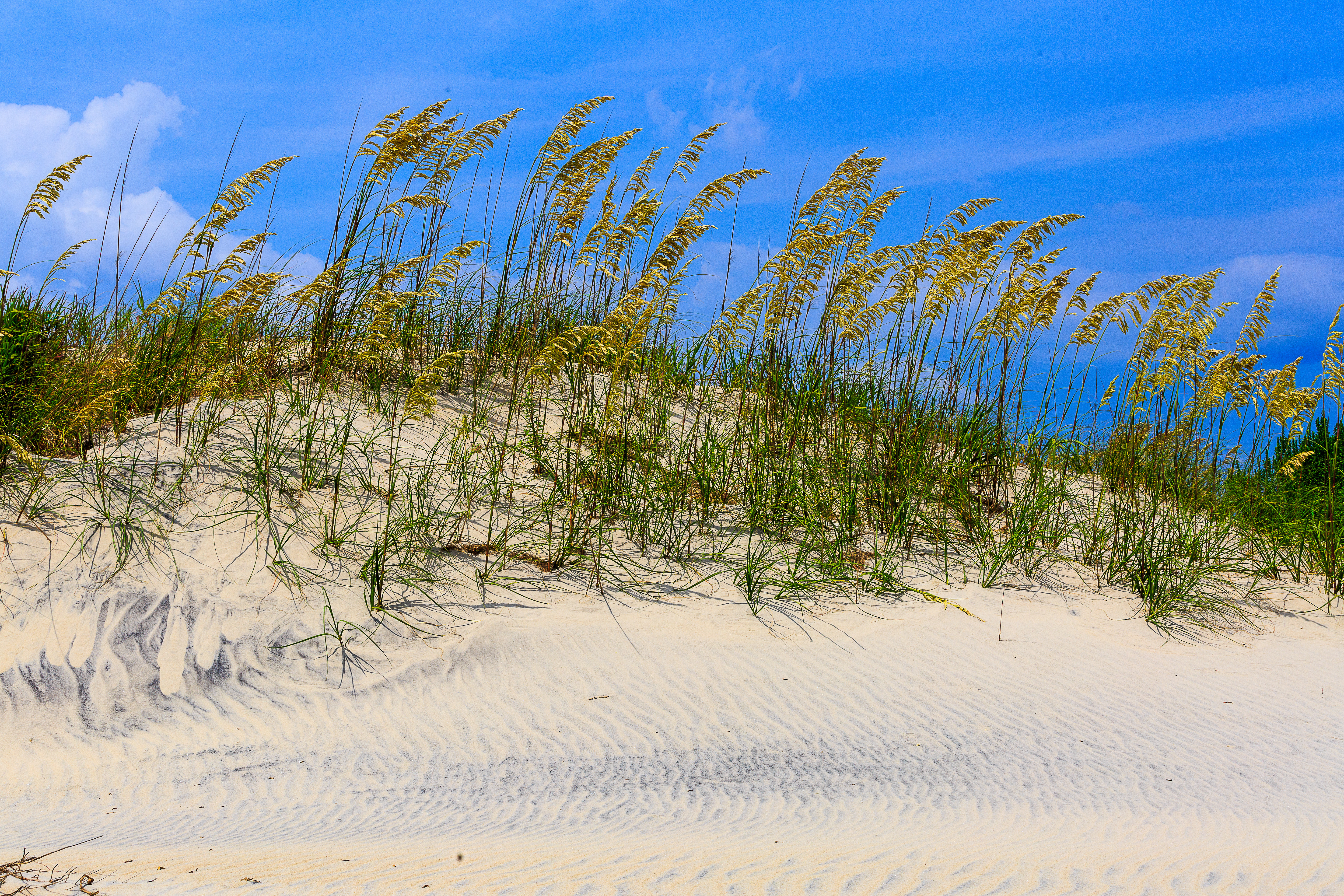 Masonboro Island